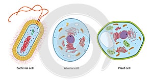 Difference between bacteria, animal and plant cells