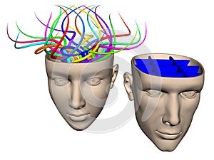 Difference between brain of woman and man - cartoo