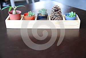 Difference cactus and pine cone in wooden tray on table