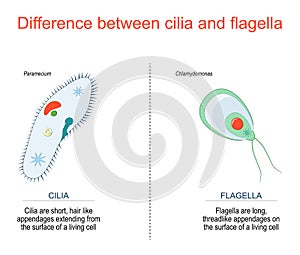 Cilia and flagella. Paramecium and Chlamydomonas photo