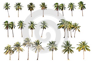 Difference of coconut tree isolated on white