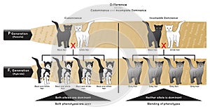 Difference between Codominance and Incomplete Dominance Infographic Diagram