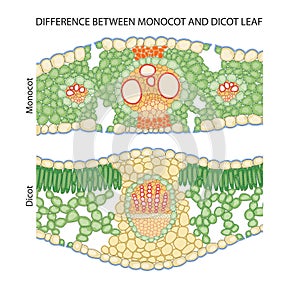 Difference between dicot and monocot leaf