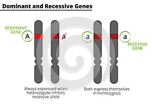 Difference between dominant and recessive genes