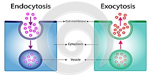 Difference between exocytosis and endocytosis