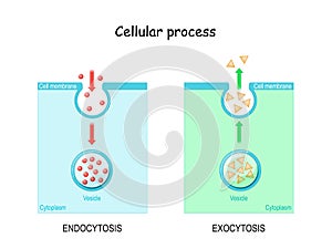 Difference between exocytosis and endocytosis