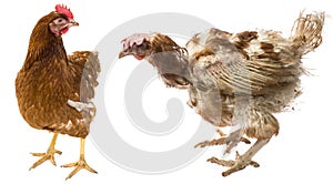 The difference between free-range hen and hen from intensive breeding