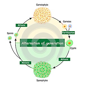 Difference Between Gametophytes And Sporophytes photo