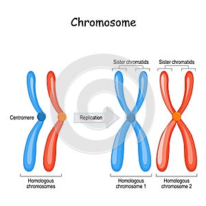 Difference between homologous chromosomes, a pair of homologous chromosomes, and Sister chromatids