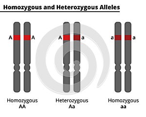 Difference between homozygous and heterozygous alleles. photo
