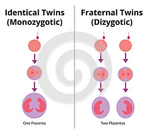 Difference between identical and fraternal twins.