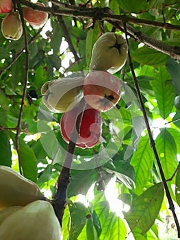 The difference between the ripeness of red jamaica guava from young to ripe and ready to be picked