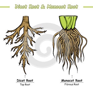 Difference between Root and Dicot Root photo