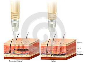 Difference between tattoo and permanent make-up process. Pigment under layers skin of Epidermis, Dermis and Gipodermis.