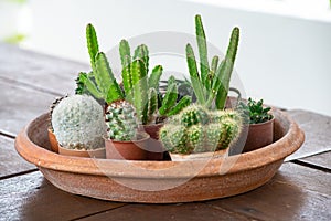 Difference types of cactus plant on clay pots. Closed up cactuss