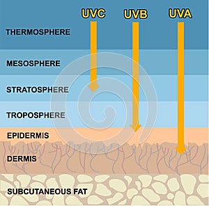 The difference between UVA and UVB rays penetration. Infographic skin illustration. The effect of sunlight on the skin.