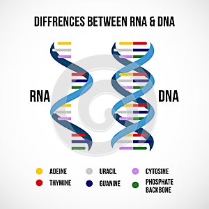 Differences between dna and rna vector scientific icon spiral of DNA and RNA photo