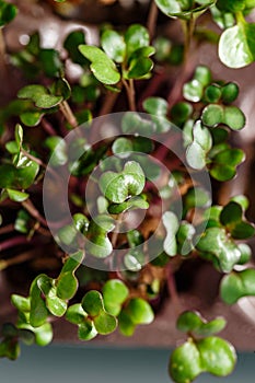 Differend types of Microgreens