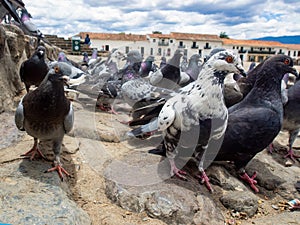 Different actitudes of a flock of pigeons in the not so clean main square 10