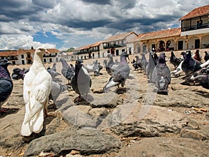 Different actitudes of a flock of pigeons in the not so clean main square 2