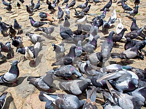 Different actitudes of a flock of pigeons in the not so clean main square 5