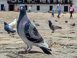 Different actitudes of a flock of pigeons in the not so clean main square 6