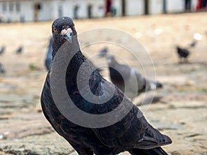 Different actitudes of a flock of pigeons in the not so clean main square 7