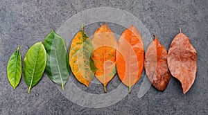 Different age of leaves and colour set up on dark stone background. Ageing and seasonal concept colorful leaves with flat lay and