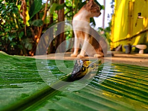 Different angle view of pangasius fish on green banana leaf