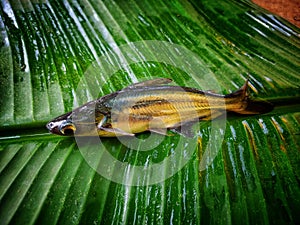 Different angle view of pangasius fish on green banana leaf