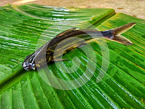 Different angle view of pangasius fish on green banana leaf