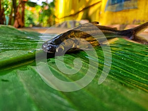 Different angle view of pangasius fish on green banana leaf