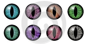 Different animal eyes iris macro illustration photo