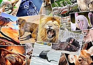 Different animals collage img