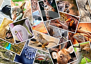 Different animals collage img