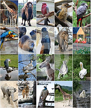 Different animals collage