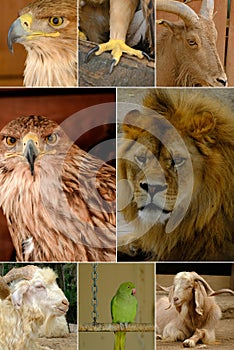 Different animals collage