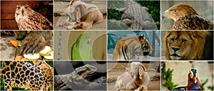 Different animals collage