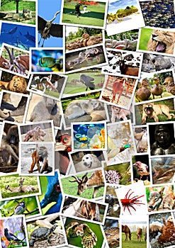 Different animals collage on postcards