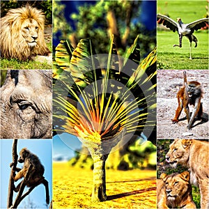 Different animals collage on postcards