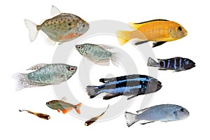 Different aquarium fishes isolated on white