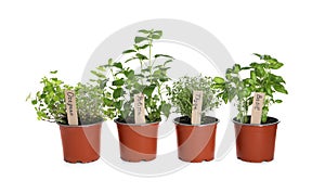 Different aromatic potted herbs isolated