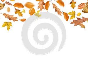 Different Autumn leaves blowing through the sky, autumn concept backgrounds, room for text, copy space, online, sale, retail, post