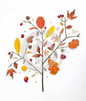 Different autumn leaves on branch