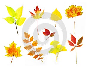 Different Autumn Leaves / XXLarge size