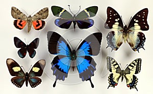 Different beautiful colorful tropical butterflies collection. Entomology