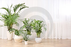 Different beautiful indoor plants on floor in room. House decoration