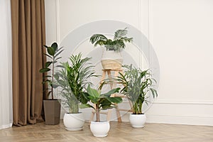 Different beautiful indoor plants in room. House decoration