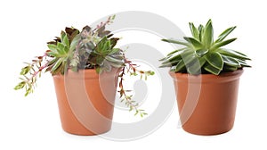 Different beautiful potted succulents on background