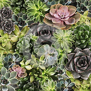 Different beautiful succulents as background